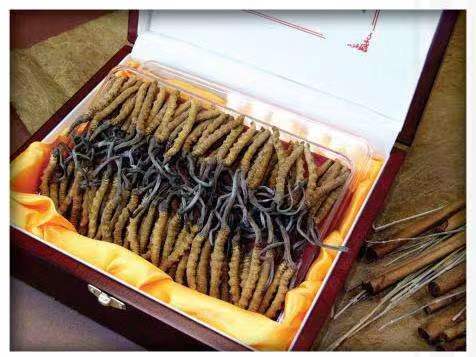 群英乡冬虫夏草回收